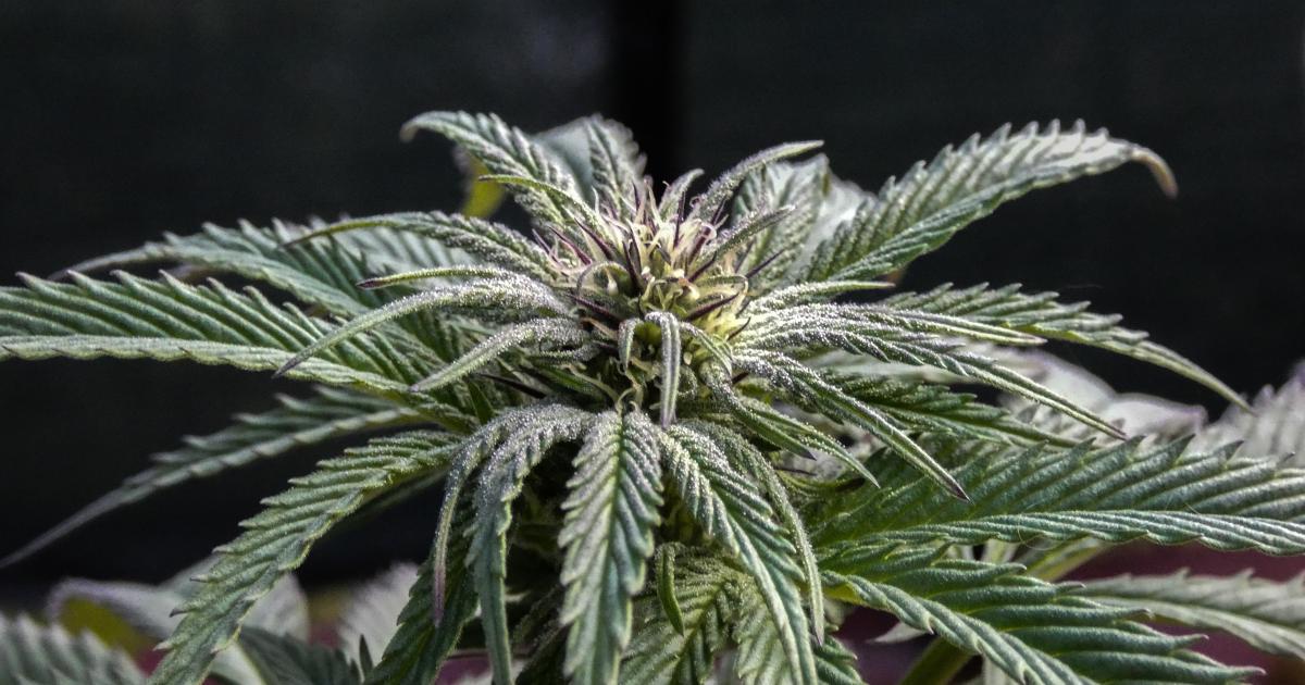 Canada Cannabis Sales Doubled In 2020, Hitting $2.6 Billion: Here's What's Next - Stocks News Feed 1 Canada Cannabis Sales Doubled In 2020, Hitting $2.6 Billion: Here's What's Next - Stocks News Feed