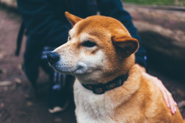 If Dogecoin Falls Out Of Favor Can Another Cryptocurrency Become Similar Pump Target Benzinga