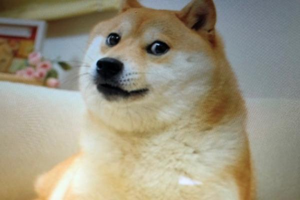 Exclusive Dogecoin Creator Says What Sets Meme Crypto Apart From Thousands Of Failed Coins Is Being A Meme Benzinga Exclusive Dogecoin Creator Says What Sets Meme Crypto Apart From Thousands Of Failed Coins Is Being A Meme Benzinga