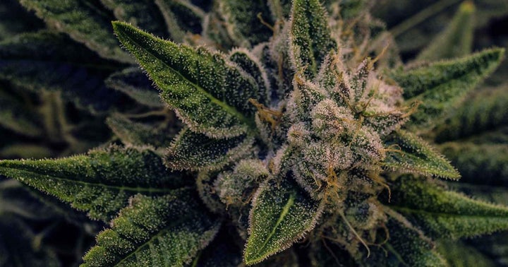 What's The Deal With Cannabis Terpenes?