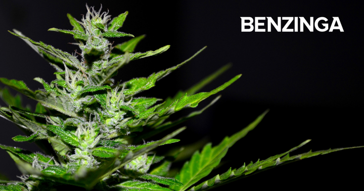 CBD Global Sciences Begins The Process Of Name Change In Keeping With ‘Ever-Changing Industry’ | Benzinga