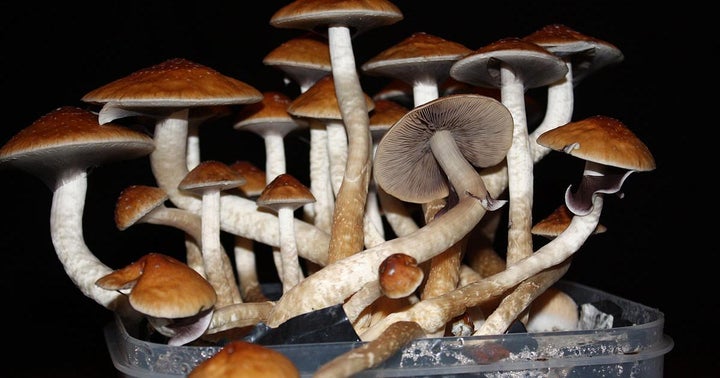California Activists Fight To Decriminalize Psilocybin Mushrooms