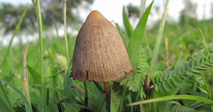 Compass Pathways Reports Positive Results From Psilocybin Study