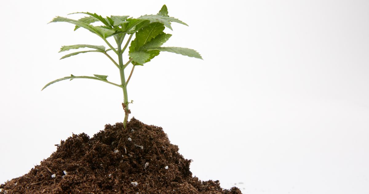 Cannabis Cultivation Basics: 5 Great Soils For Growing Marijuana