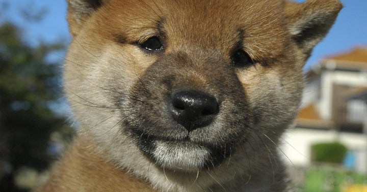 Can Doge Hit 100