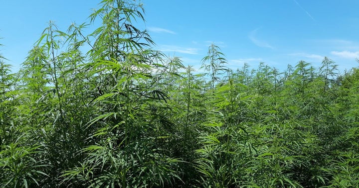 Unearthing Cannabis Roots To Support Future Growth