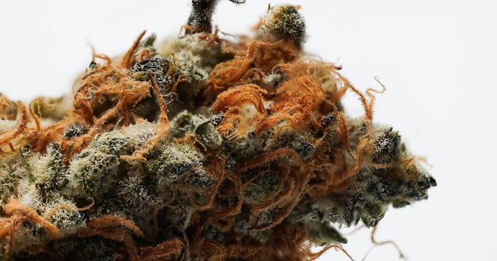 BREAKING: Tilray Taps Great North Distributors As Exclusive Rep To Sell Adult-Use Cannabis Across Canada BREAKING: Tilray Taps Great North Distributors As Exclusive Rep To Sell Adult-Use Cannabis Across Canada
