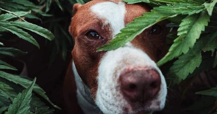 Cannabidiol And Your Pets: A Guide To Effective Treatment