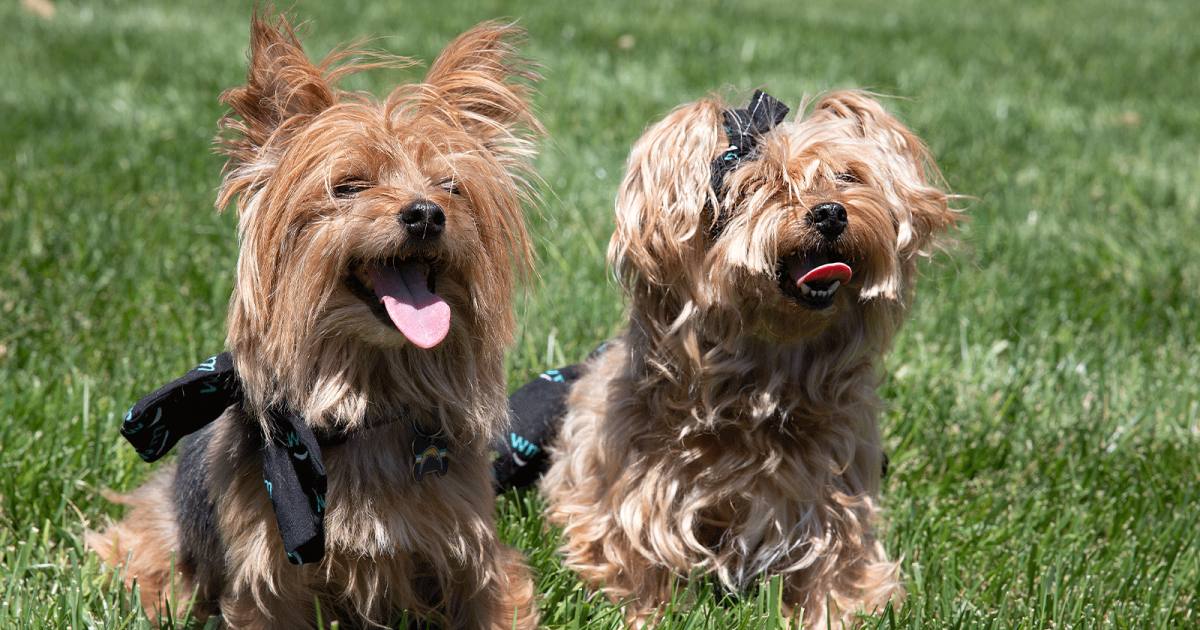 What To Know Before Giving Your Pet CBD
