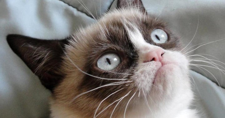 Tesla Motors Tsla Yum Brands Yum The World S Grumpiest Cat Finds Love Fetching 83 000 In Nft Sale Benzinga
