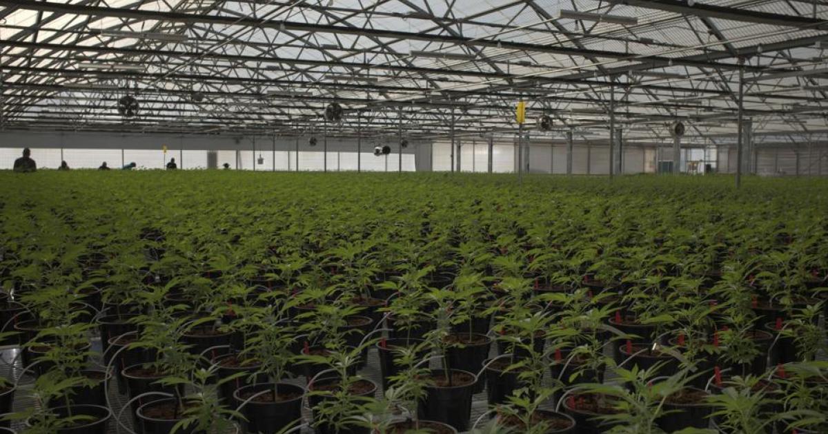 Glass House Shows Us Its Massive Cannabis Greenhouse