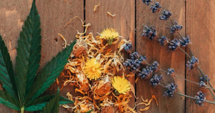 9 Plants That Contain Therapeutic Cannabinoids