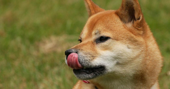'Shib Army' Looks To Capitalize On The Shiba Inu Hype With NFT Sale