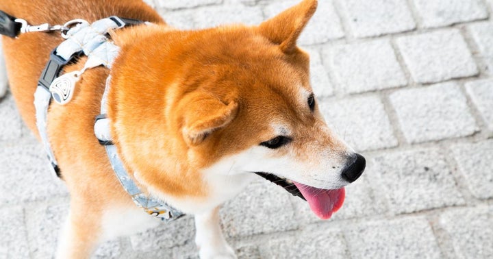 What Does Dogecoin Rally Mean For The Overall Cryptocurrency Market?