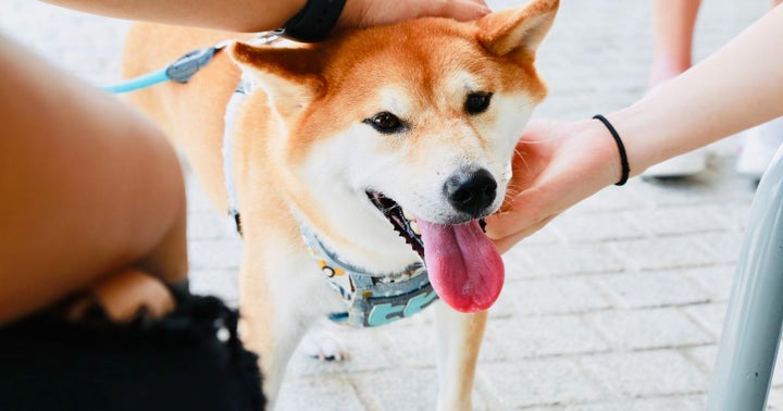 Dogecoin Money To Help The Doggos? Woman Pays Out All Adoption Fees At Shelter