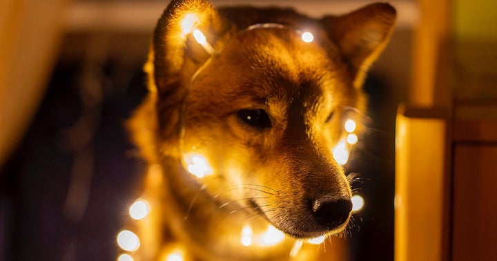 Kronos Advanced T Knos Tesla Motors Tsla What Are Dogecoin Cash And Dogecash How Are They Different From The Real Meme Lord Benzinga