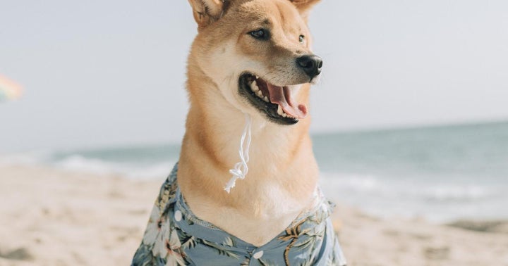 Dogecoin Co-Founder's 'Capped Doge' NFT Goes For $70,000, 'Dogecoin Alpha,' Others Find Takers Too