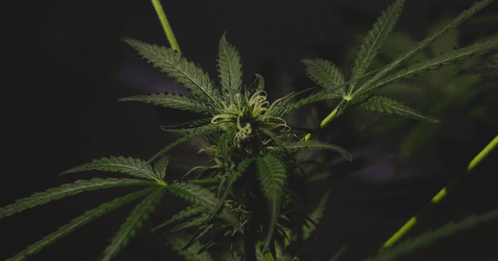 Hemp-Focused Jushi Holdings Is Acquiring Dalitso Assets