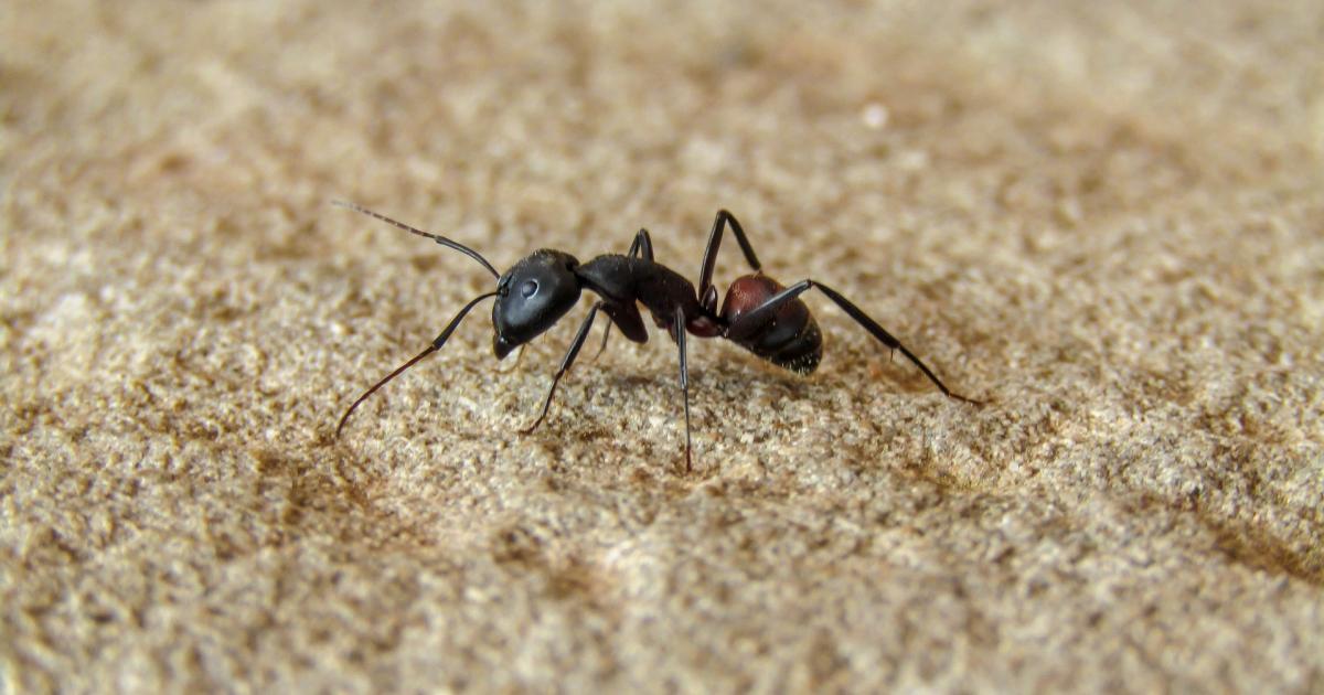Forex pest control