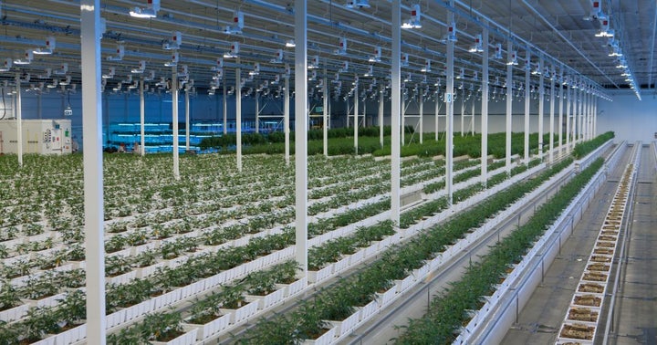 Aurora Cannabis Trades Down After CCO Cam Battley's Resignation
