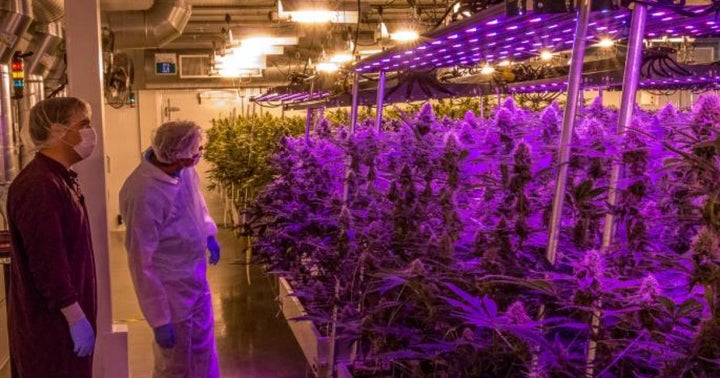 Stifel Cautious On Aurora Cannabis Given 'Lack Of A Definitive Strategy' In US Stifel Cautious On Aurora Cannabis Given 'Lack Of A Definitive Strategy' In US