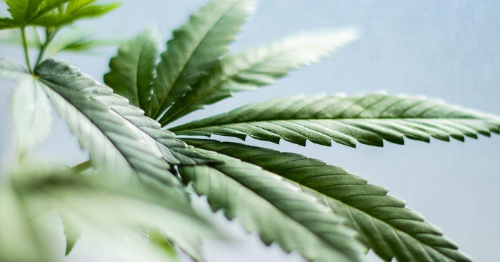 Tilray Surges On Reporting First Results Since Merger With Rival Aphria, Reveals $33.6M Profit In Q4