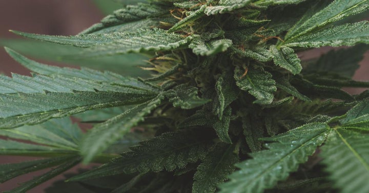 Cannabis Movers & Shakers: JMP Group, GTI, Curaleaf, Conception Nurseries, Myconic, AMP, Neon, NCR, 22nd Century, cbdMD