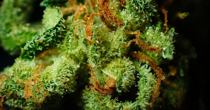Harvest Health Sues Falcon International To Terminate Merger, Accuses Co. Of Interstate Cannabis Transport