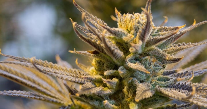 Cannabis Countdown: Top 10 Marijuana Industry News Stories Of The Week