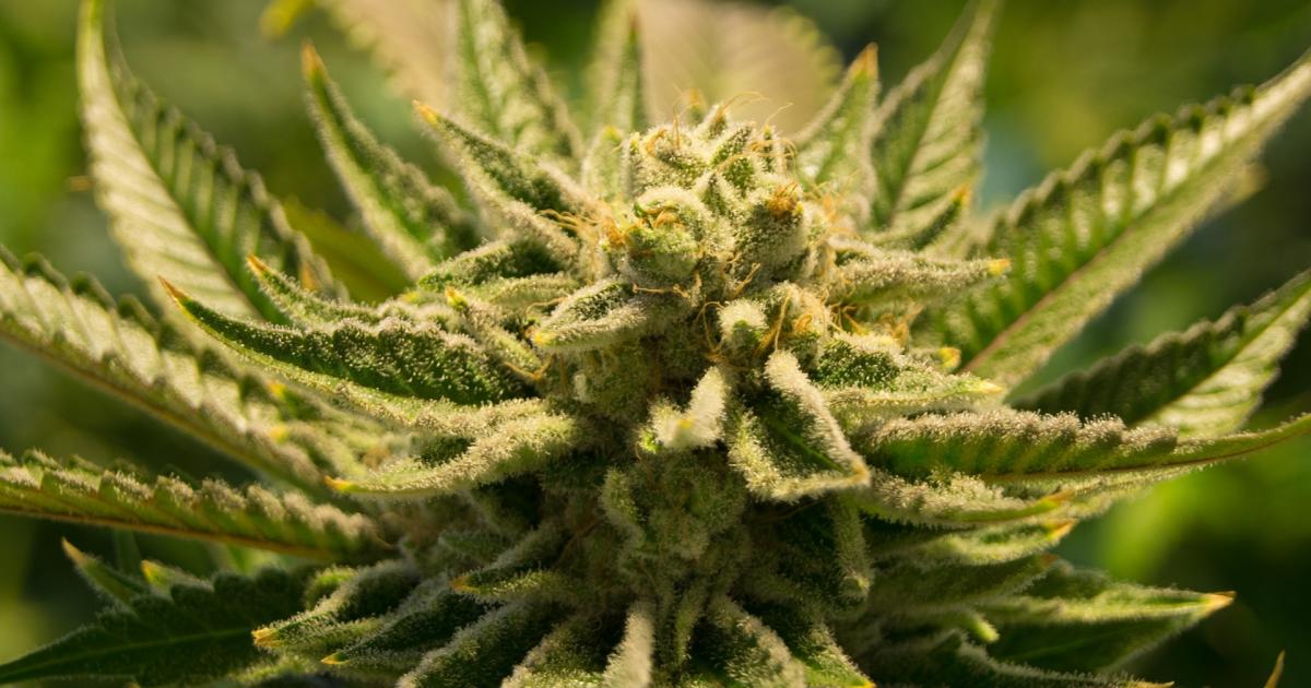 Number Of Annual Cannabis Consumers By African Country