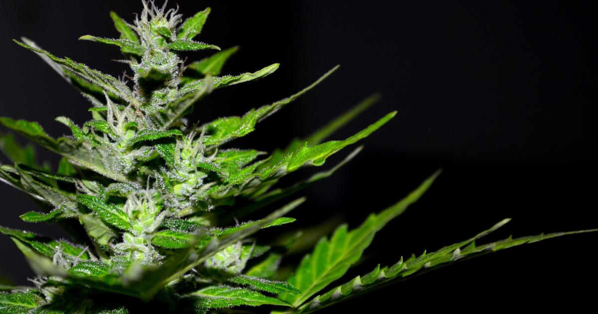 Colorado And Oregon Wholesale Price Comparison