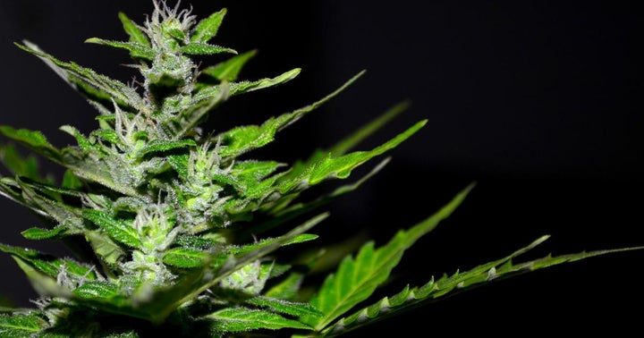 Delayed French Medical Cannabis Pilot Program Planned For Q3 Launch Delayed French Medical Cannabis Pilot Program Planned For Q3 Launch