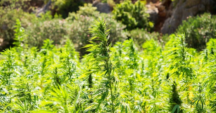 New Hemp Crops Cannot Escape An Old Adversary: Mold