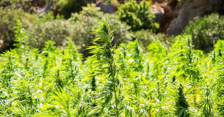 Blain Becktold Talks About Industrial Hemp Outlook For Michigan In 2020 Blain Becktold Talks About Industrial Hemp Outlook For Michigan In 2020