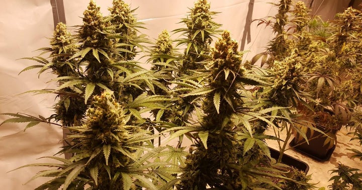 '420 Investor' Brochstein To CannTrust CEO: Apologize And Resign
