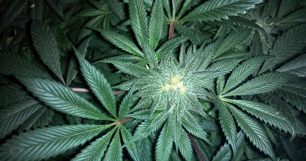 Cannabis Countdown: Top 10 Marijuana Industry News Stories Of The Week