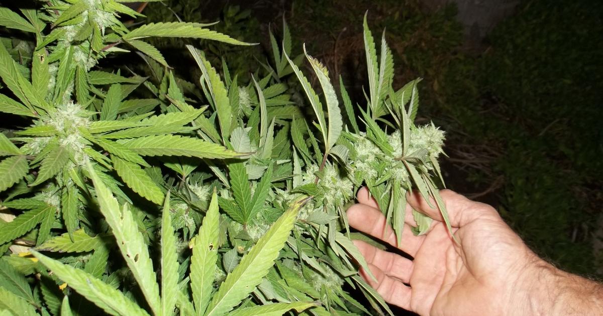 Why Cannabis Stocks Are Trading Lower Today
