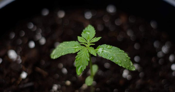 Tilray Backs First Human Study On Medical Marijuana Used For Breast Cancer Drug Side Effects