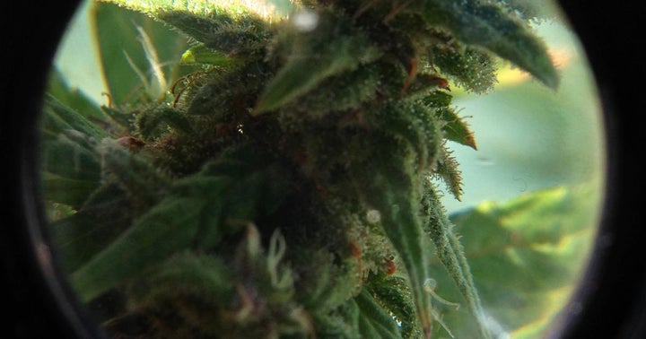 Why The Cannabis Industry Needs To Be Better About Age Verification