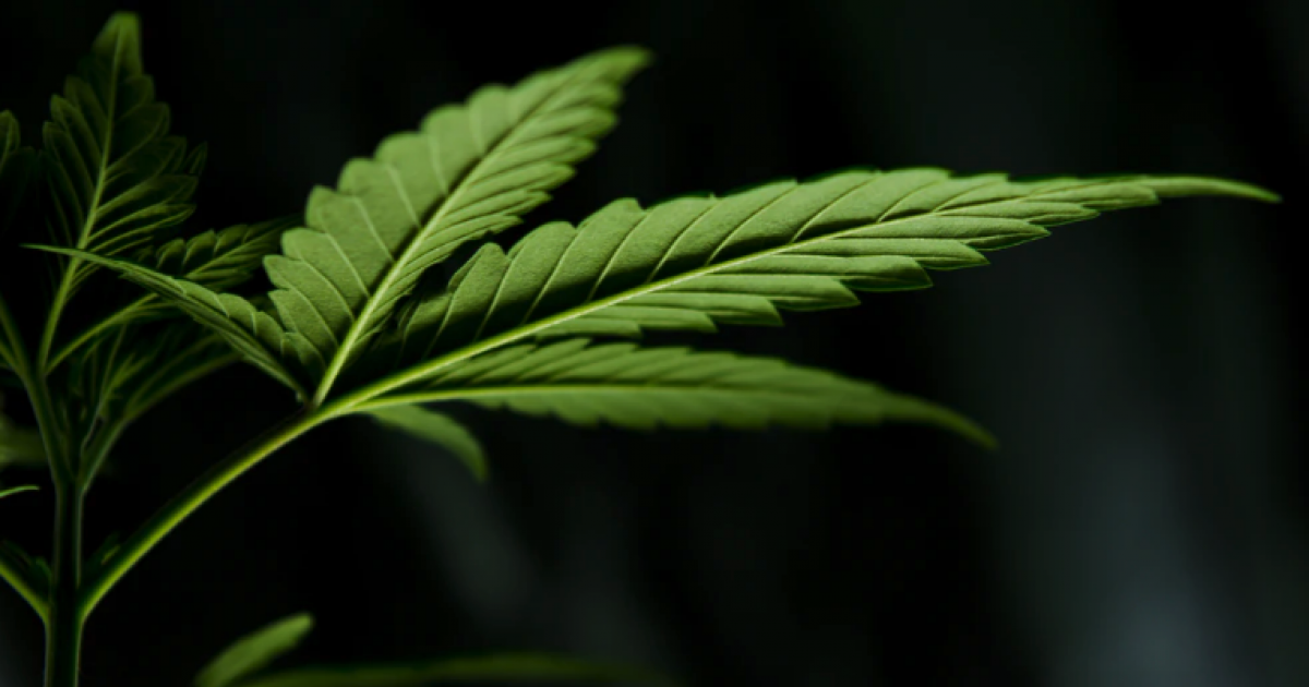 An Excerpt From Dan Ahrens' Book On Investing In Cannabis: Canada Vs. The US
