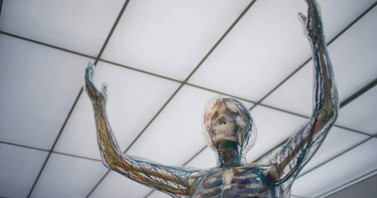 Endocannabinoid System: What Is It And Why Is ECS Important?