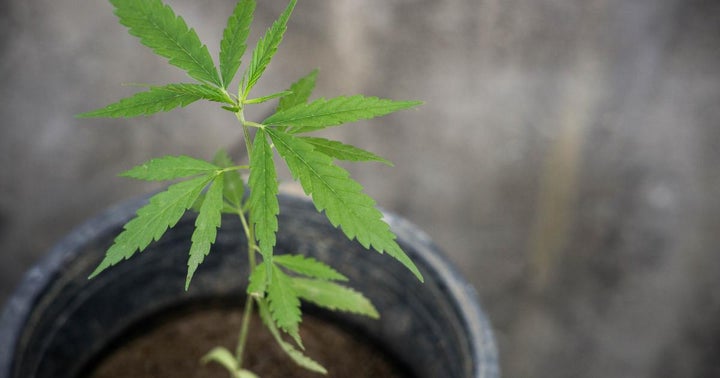 GrowGeneration Reports $1.8M Year-Over-Year Increase In Net Income