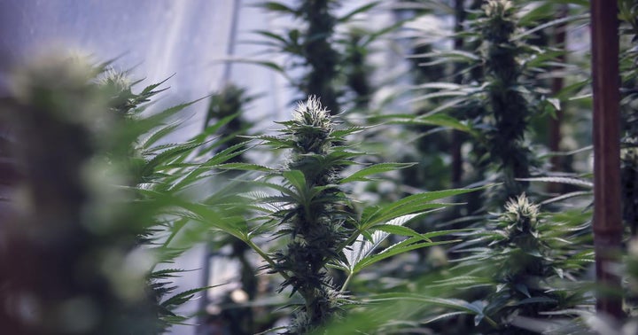 California's Cannabis Market: What Investors And Entrepreneurs Need To Know