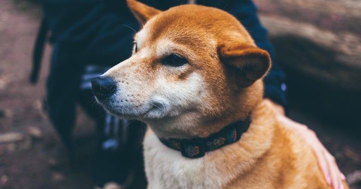 Here's How Shiba Inu (SHIB) Rally Is Different From Dogecoin