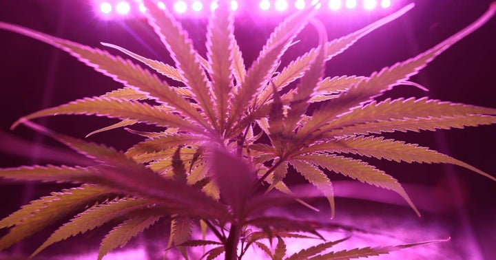 Grow With Jane: An App For The Home Cannabis Grower
