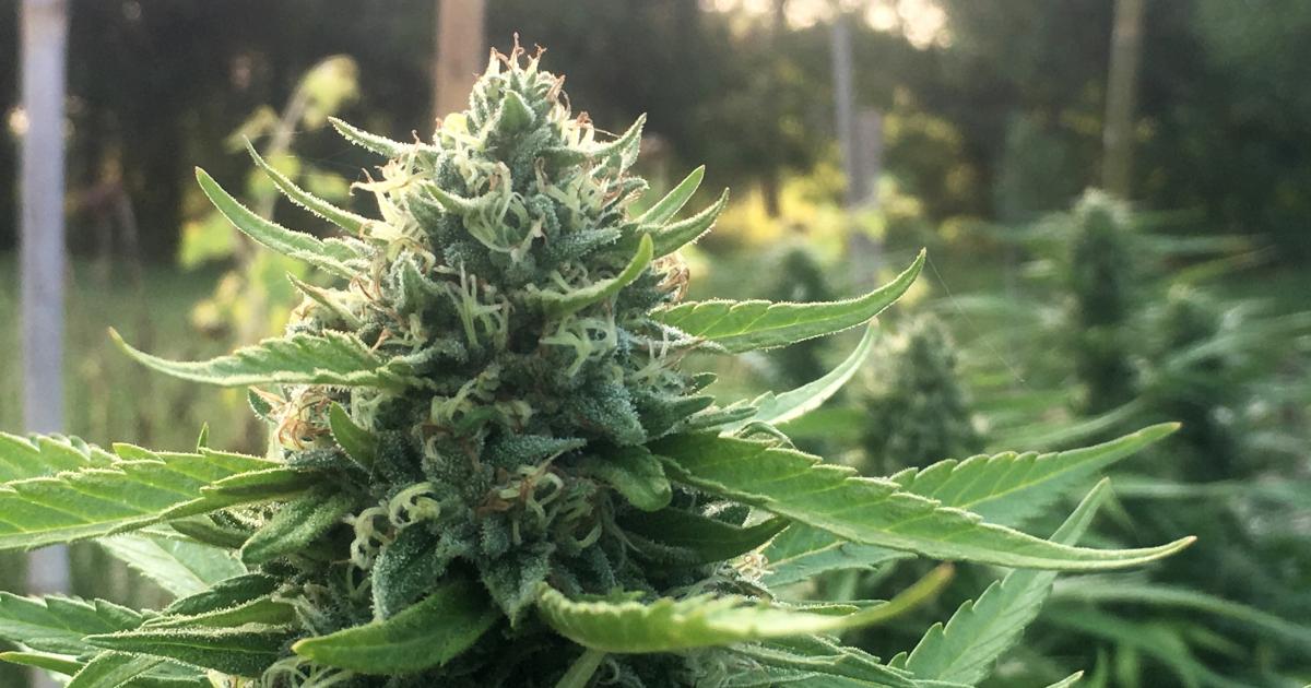 The Green Organic Dutchman Announces $16.5M Bought Deal Offering, Stock Falls