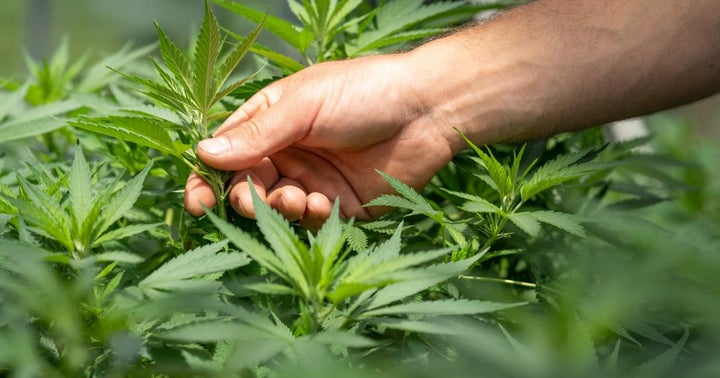 Cannabis Countdown: Top 10 Marijuana And Psychedelics Industry News Stories Of The Week