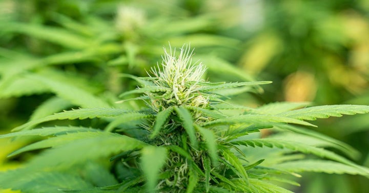 Cannabis Countdown: Top 10 Marijuana And Psychedelic Stock News Stories Of The Week