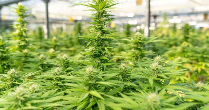 Jushi Acquires Dalitso Facility And 9 Acres Of Land For $22M