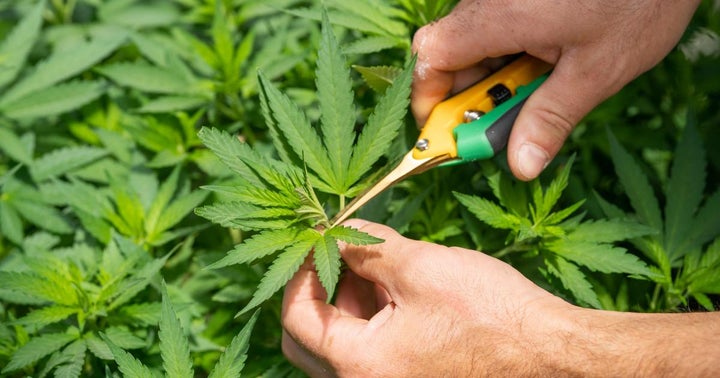 Tilray Calling On Shareholders To Support Dilution, Proxy Advisory Firm Joins The Plea Ahead Of Upcoming Shareholders Meeting